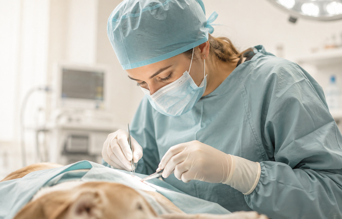 Veterinary surgeon operating